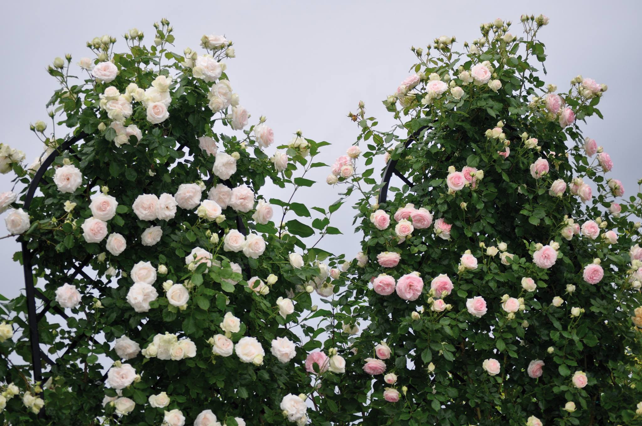 Rose Palais Royal®{Meiviowit} | Gradinuta cu flori