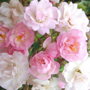 Guirlande d’Amour  Rose(Roz)®