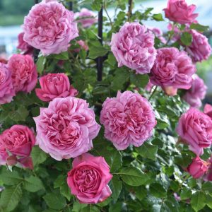 Rose  Pompadour®(Deldour)