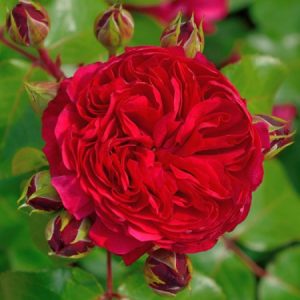 Rose 'Red Leonardo da Vinci'