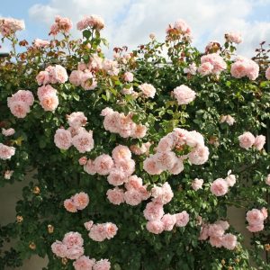 Rose Rose de Tolbiac®